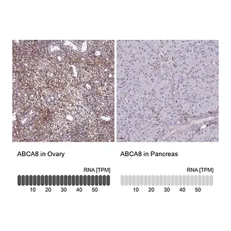 Merck Anti-ABCA8 antibody produced in rabbit