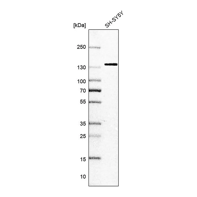 Merck Anti-SF3B2 antibody produced in rabbit