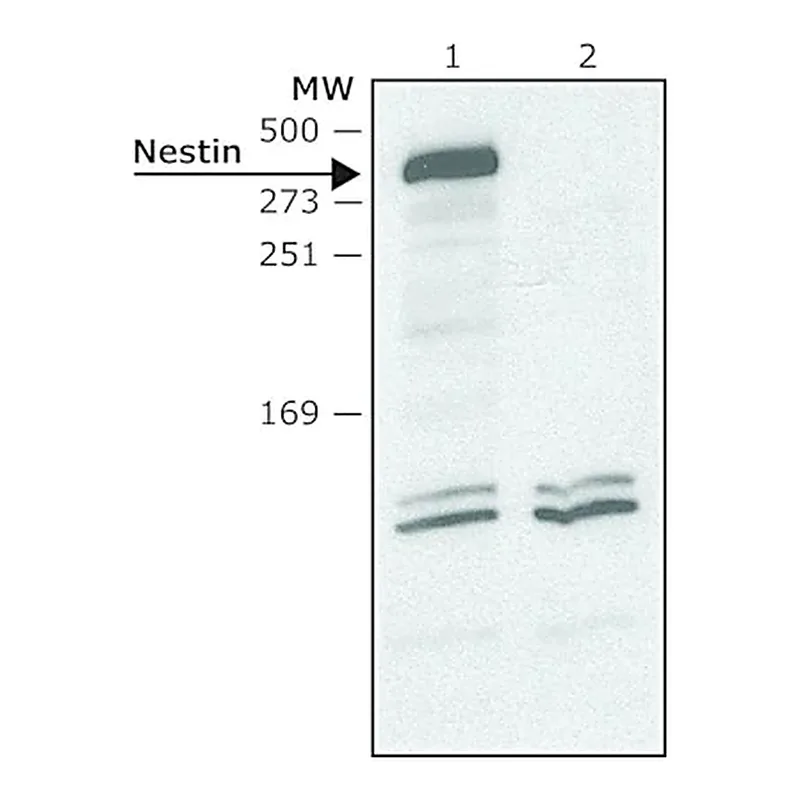 Merck Anti-Nestin (C-terminal) antibody produced in rabbit