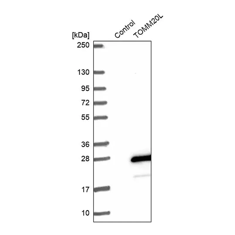Merck Anti-TOMM20L antibody produced in rabbit