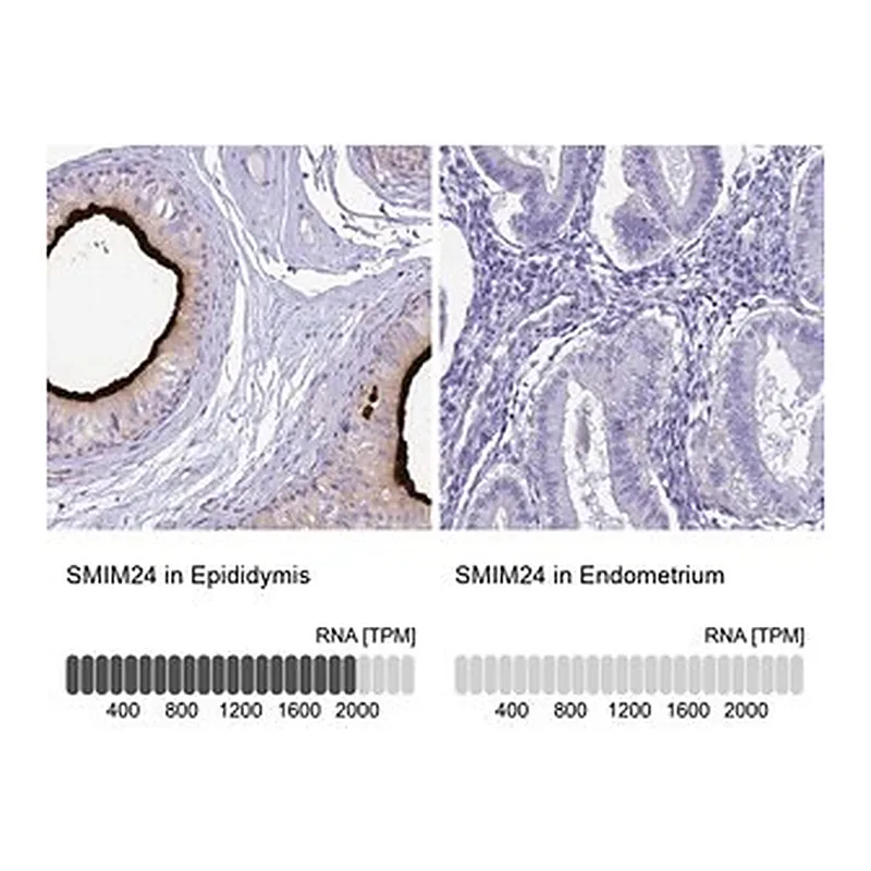 Merck Anti-SMIM24 antibody produced in rabbit