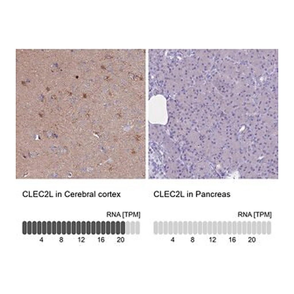 Merck Anti-CLEC2L antibody produced in rabbit