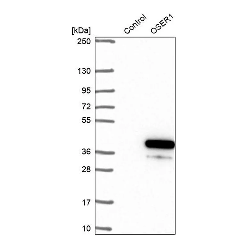Merck Anti-OSER1 antibody produced in rabbit