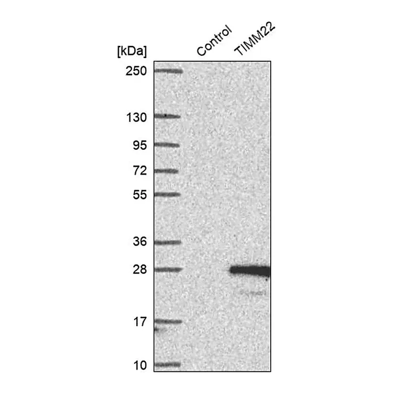 Merck Anti-TIMM22 antibody produced in rabbit