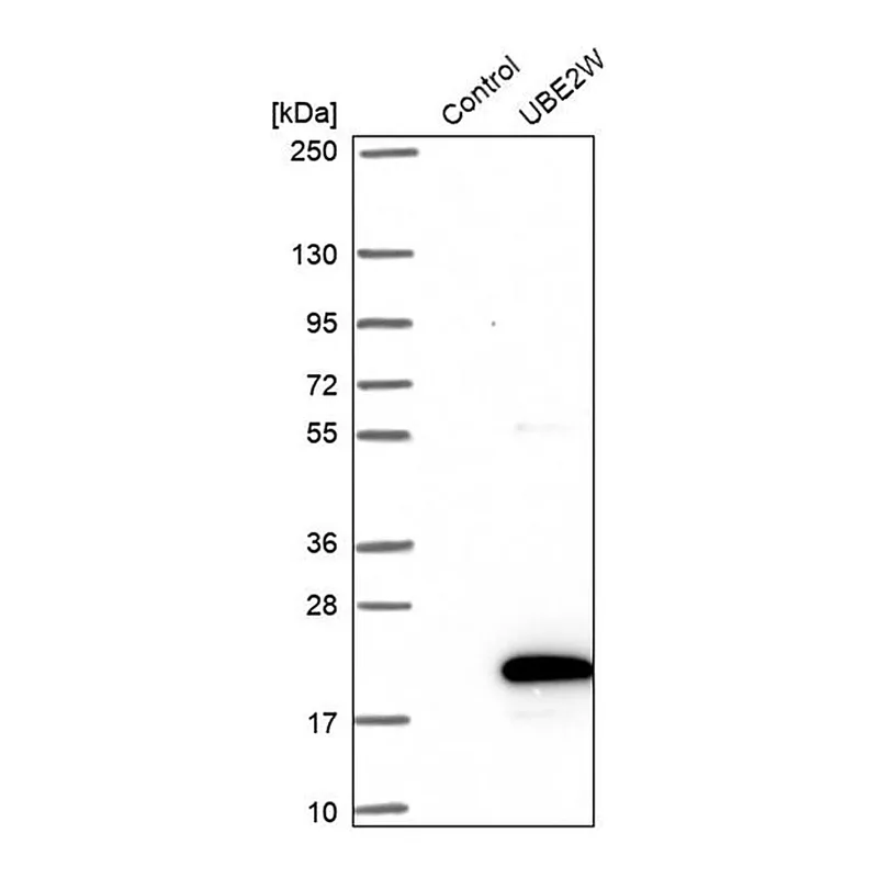 Merck Anti-UBE2W antibody produced in rabbit