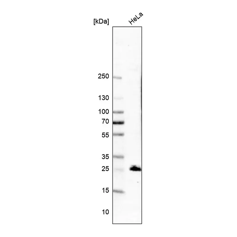 Merck Anti-MEOX1 antibody produced in rabbit