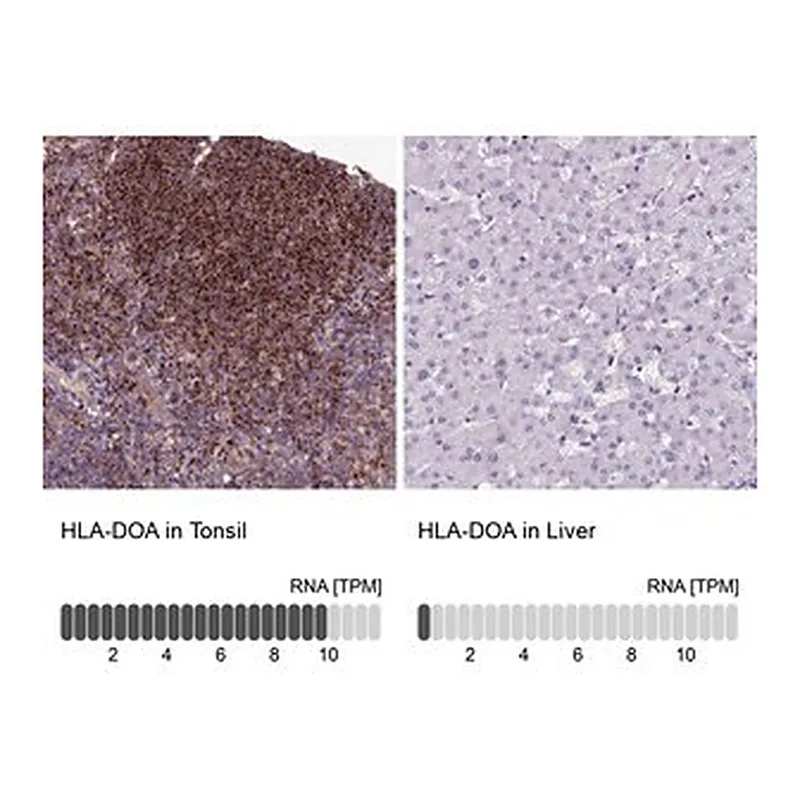 Merck Anti-HLA-DOA antibody produced in rabbit