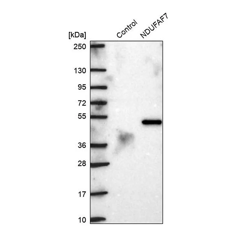 Merck Anti-NDUFAF7 antibody produced in rabbit