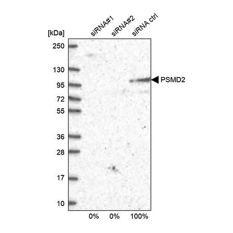 Merck Anti-PSMD2 antibody produced in rabbit