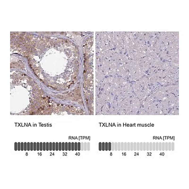 Merck Anti-TXLNA antibody produced in rabbit