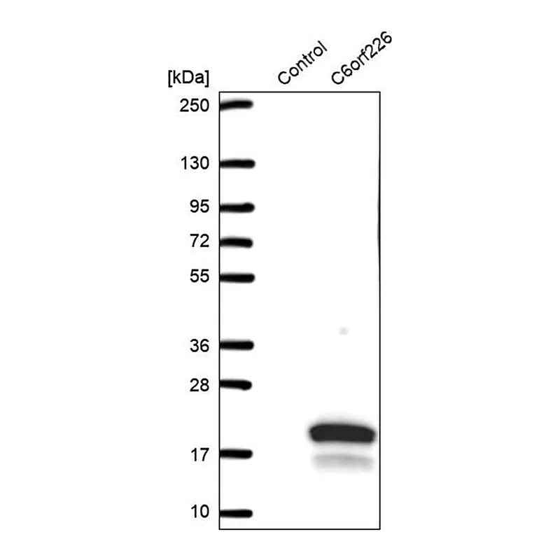 Merck Anti-C6orf226 antibody produced in rabbit