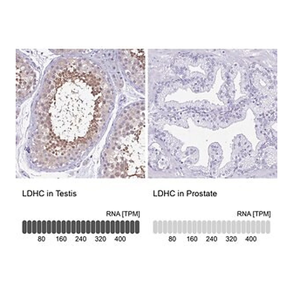 Merck Anti-LDHC antibody produced in rabbit