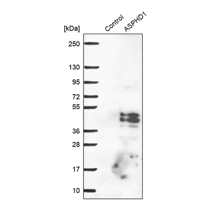 Merck Anti-ASPHD1 antibody produced in rabbit