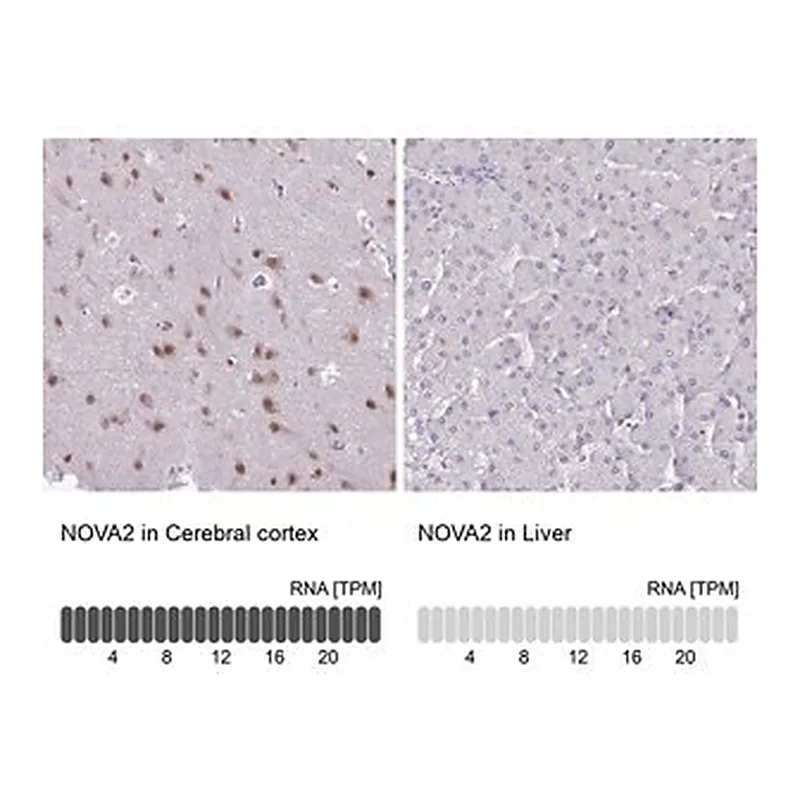 Merck Anti-NOVA2 antibody produced in rabbit