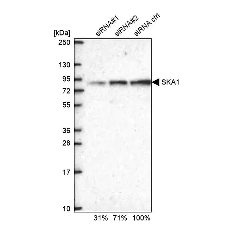 Merck Anti-SKA1 antibody produced in rabbit
