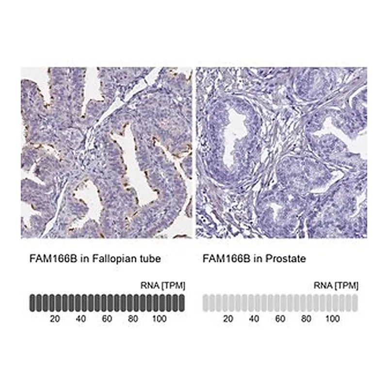 Merck Anti-FAM166B antibody produced in rabbit