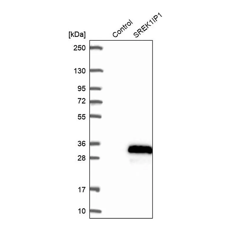 Merck Anti-SREK1IP1 antibody produced in rabbit