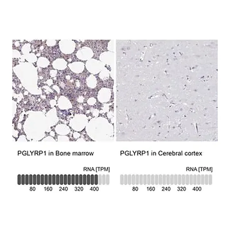 Merck Anti-PGLYRP1 antibody produced in rabbit