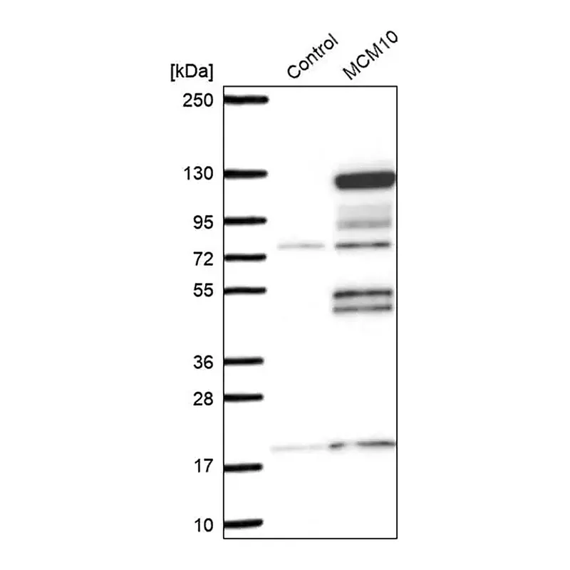 Merck Anti-MCM10 antibody produced in rabbit