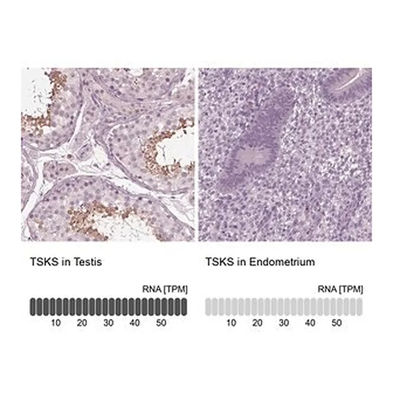 Merck Anti-TSKS antibody produced in rabbit
