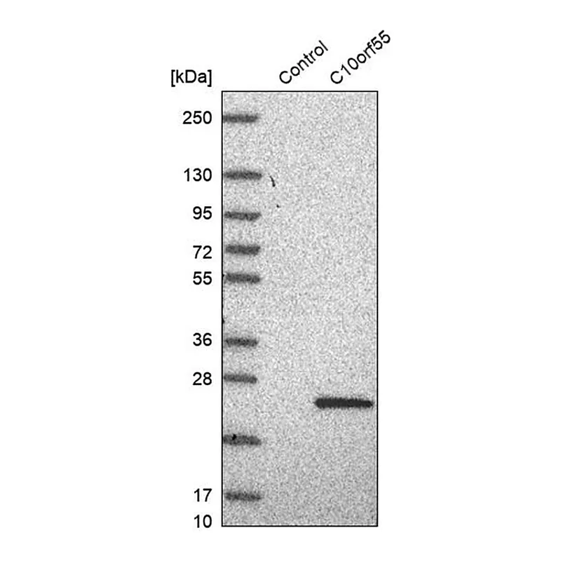 Merck Anti-C10orf55 antibody produced in rabbit