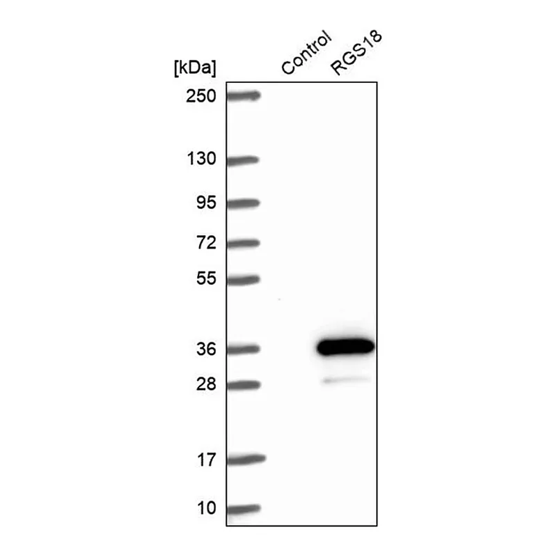 Merck Anti-RGS18 antibody produced in rabbit