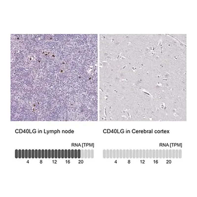 Merck Anti-CD40LG antibody produced in rabbit