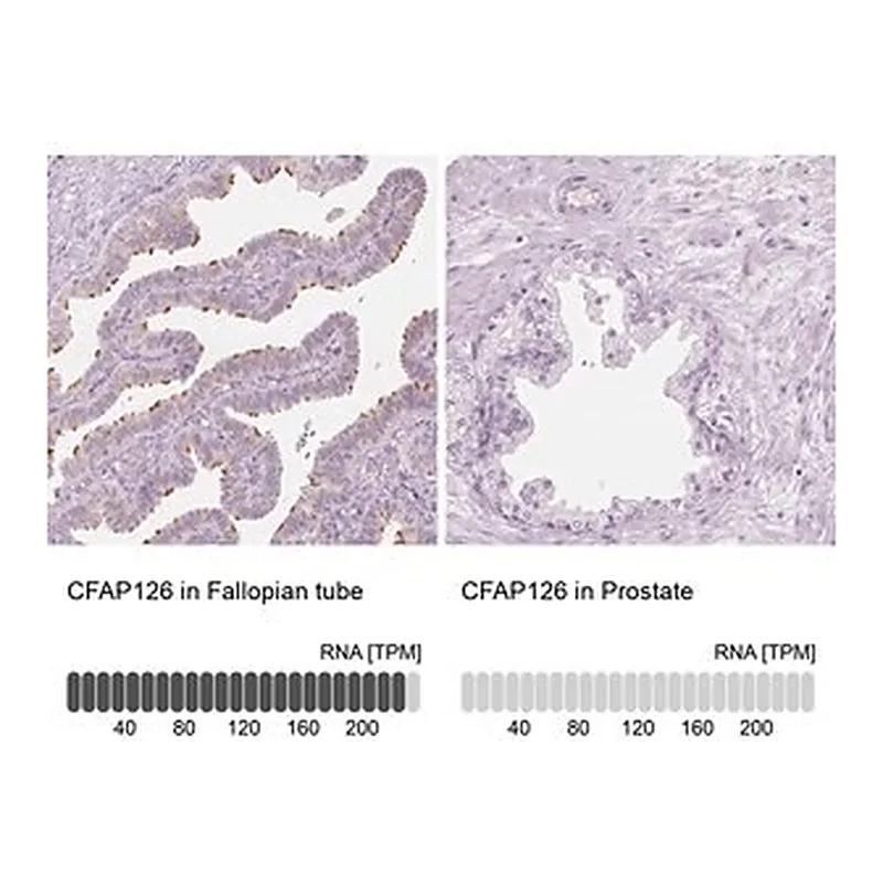 Merck Anti-CFAP126 antibody produced in rabbit