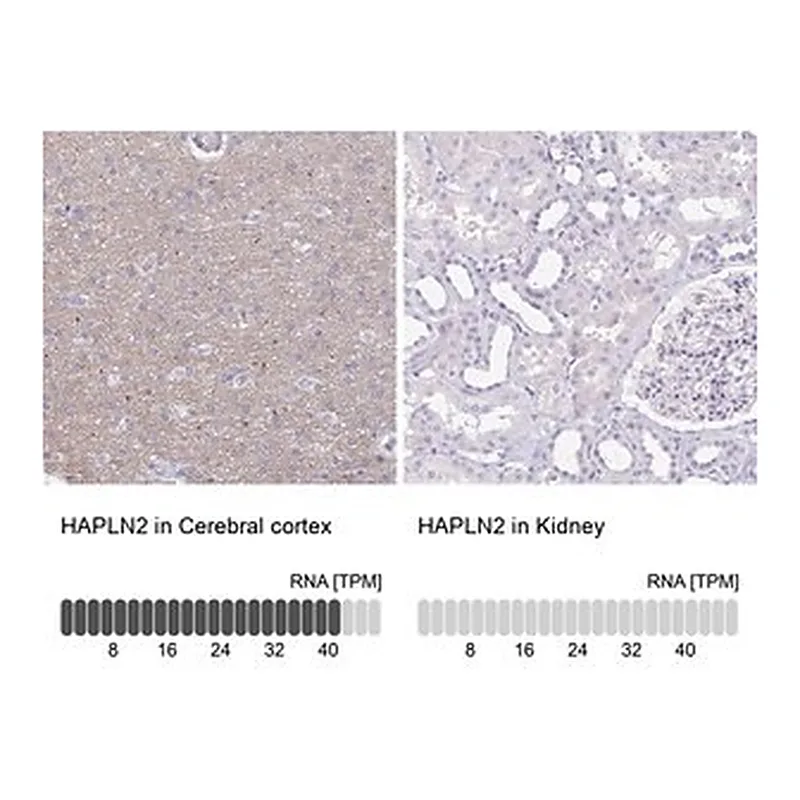 Merck Anti-HAPLN2 antibody produced in rabbit
