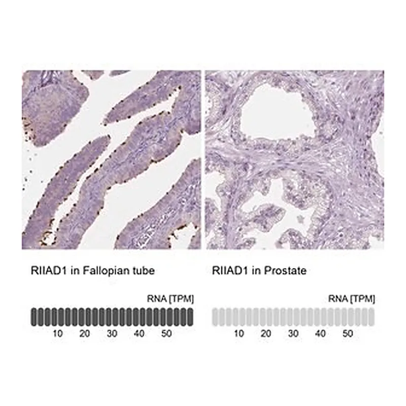 Merck Anti-RIIAD1 antibody produced in rabbit