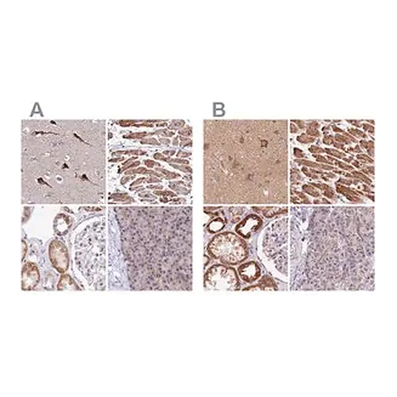 Merck Anti-ATP5F1 antibody produced in rabbit
