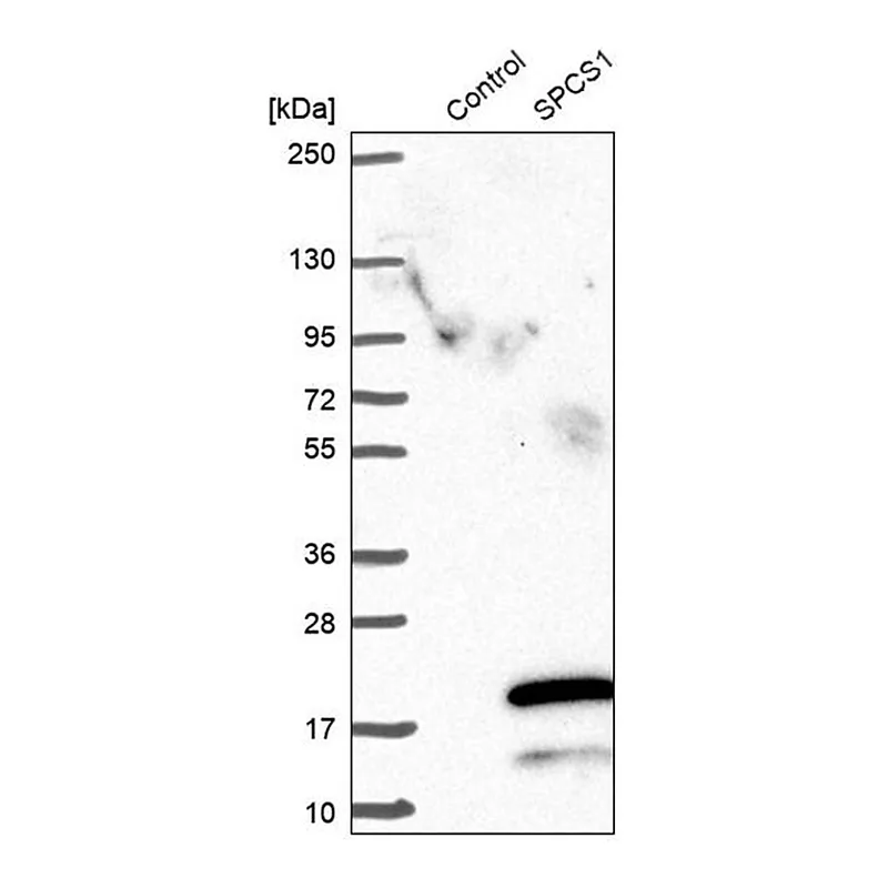 Merck Anti-SPCS1 antibody produced in rabbit