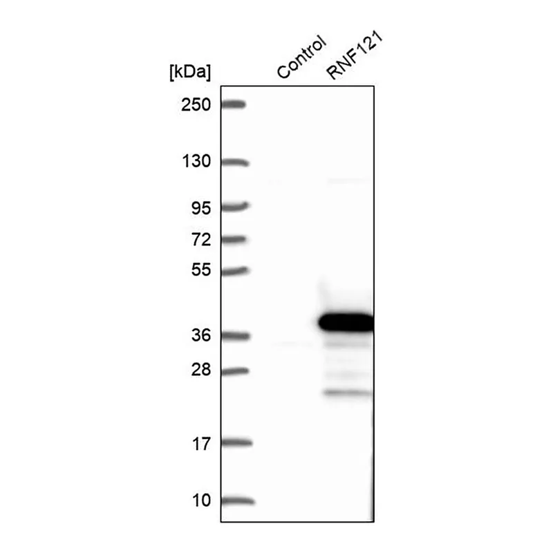 Merck Anti-RNF121 antibody produced in rabbit