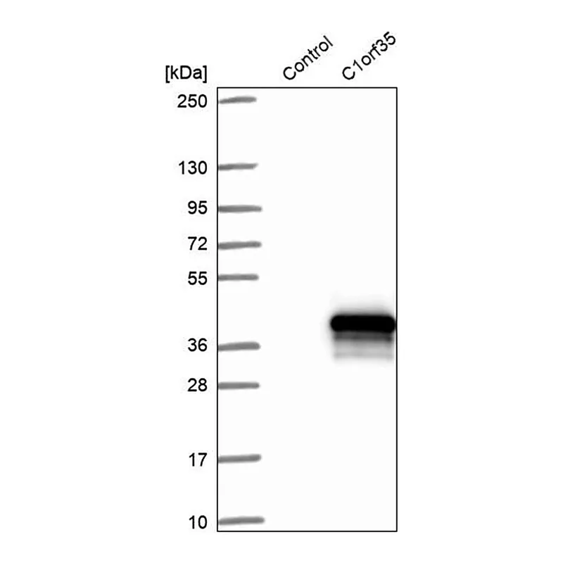 Merck Anti-C1orf35 antibody produced in rabbit