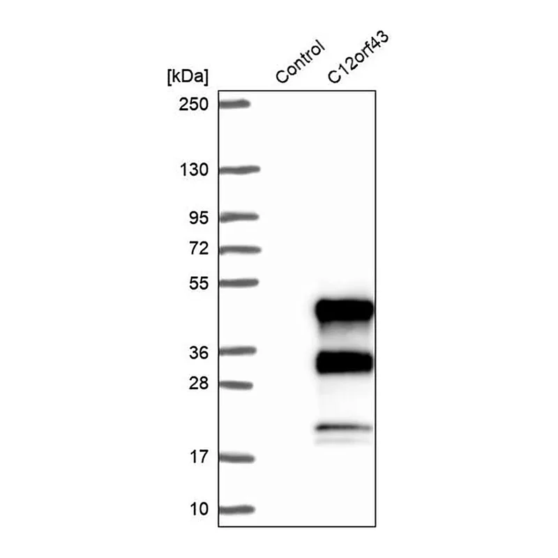 Merck Anti-C12orf43 antibody produced in rabbit