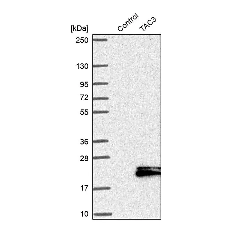 Merck Anti-TAC3 antibody produced in rabbit