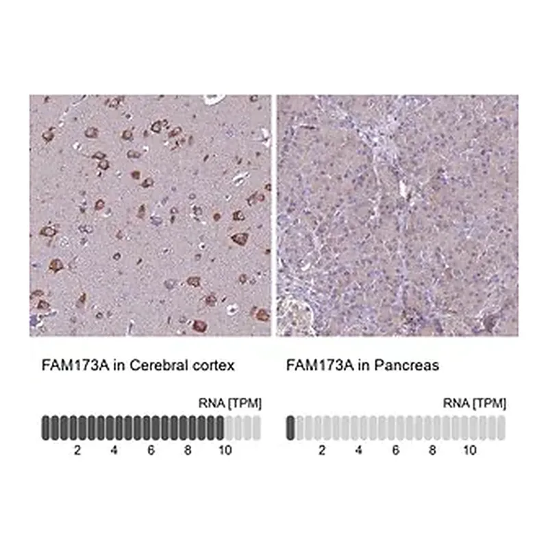 Merck Anti-FAM173A antibody produced in rabbit