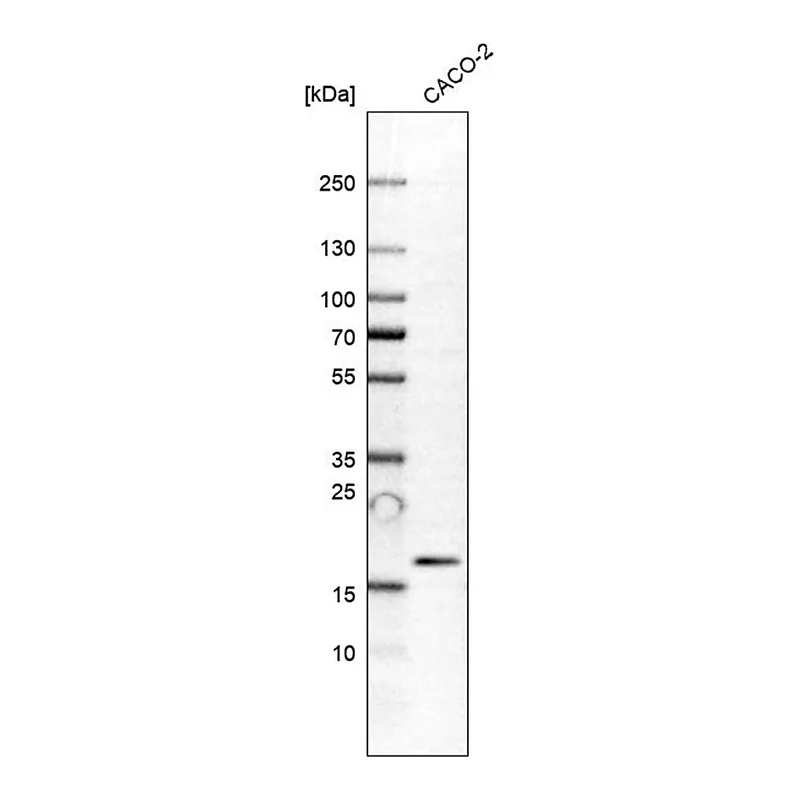 Merck Anti-PRR13 antibody produced in rabbit