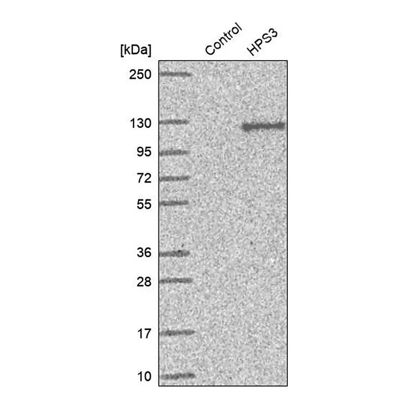 Merck Anti-HPS3 antibody produced in rabbit