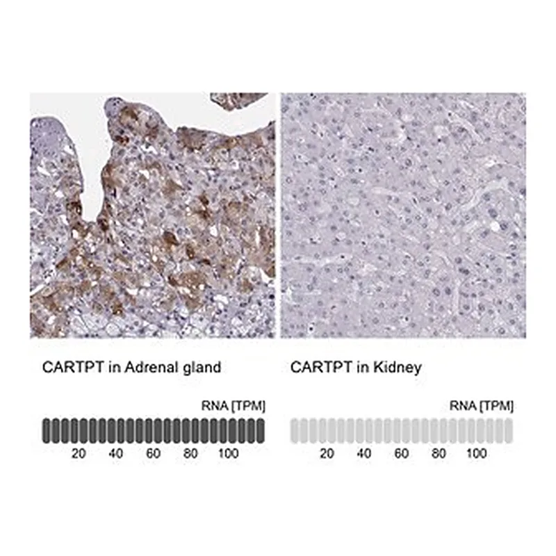 Merck Anti-CARTPT antibody produced in rabbit