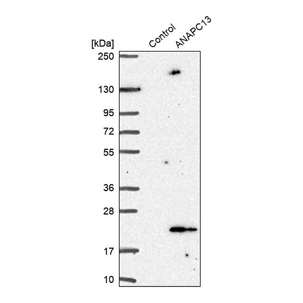 Merck Anti-ANAPC13 antibody produced in rabbit