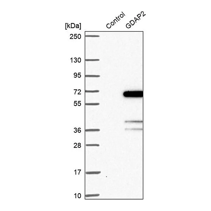 Merck Anti-GDAP2 antibody produced in rabbit