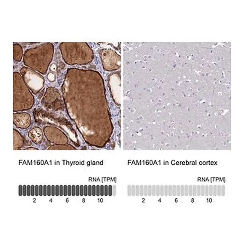 Merck Anti-FAM160A1 antibody produced in rabbit