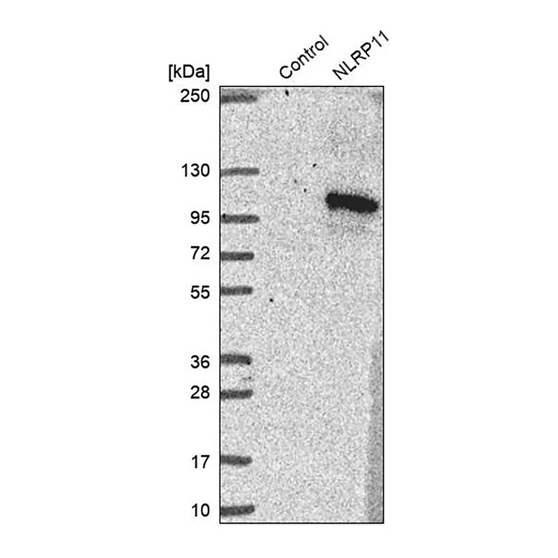 Merck Anti-NLRP11 antibody produced in rabbit