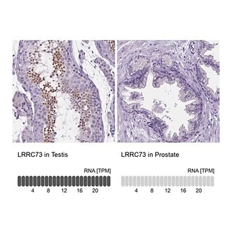 Merck Anti-LRRC73 antibody produced in rabbit