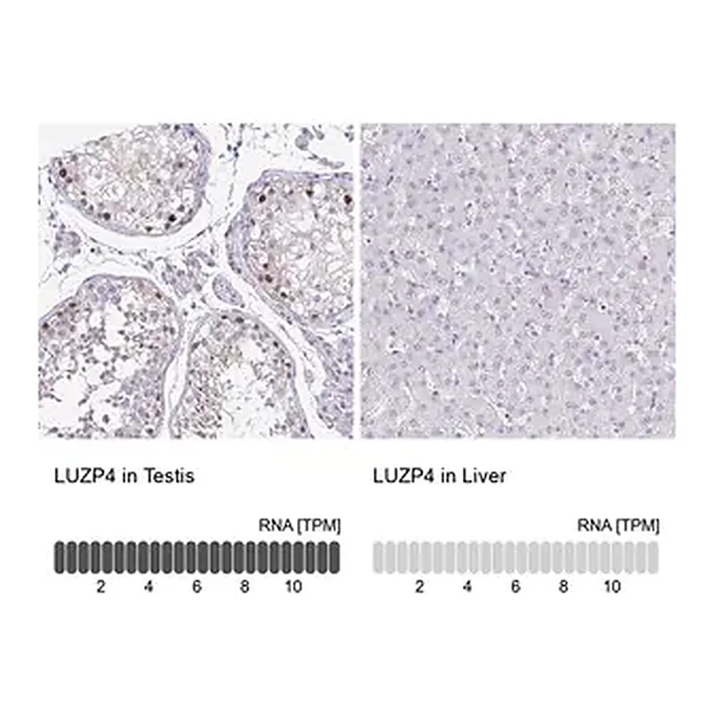 Merck Anti-LUZP4 antibody produced in rabbit