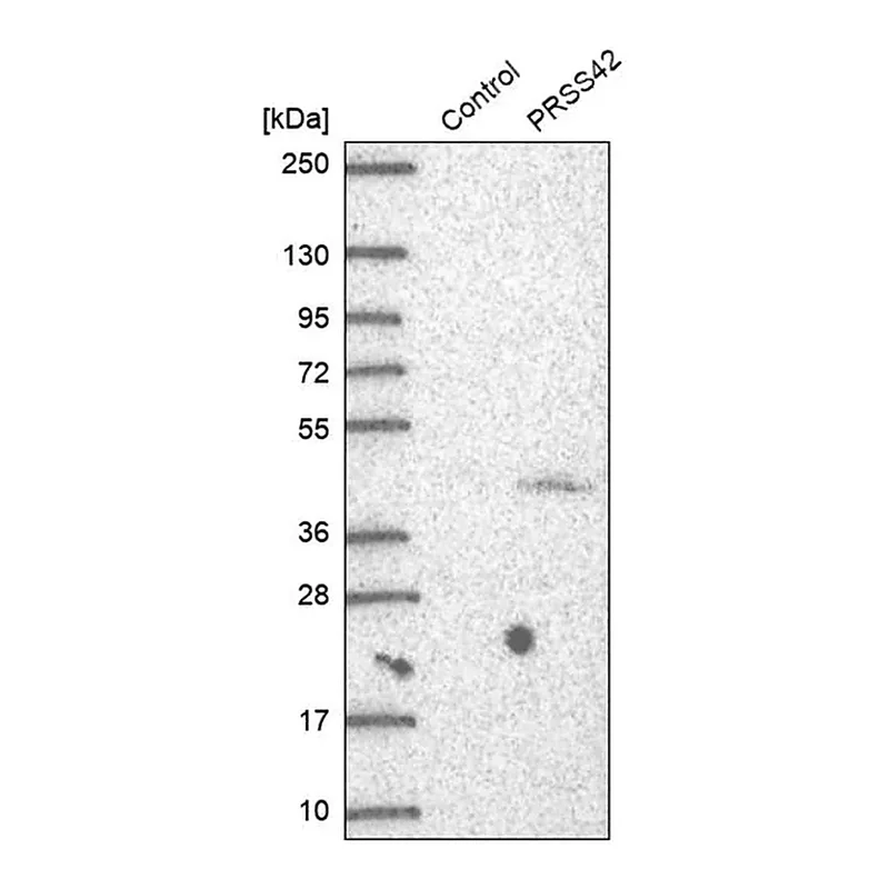 Merck Anti-PRSS42 antibody produced in rabbit