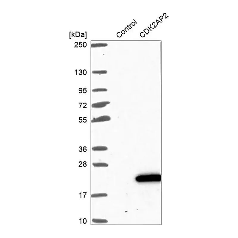 Merck Anti-CDK2AP2 antibody produced in rabbit