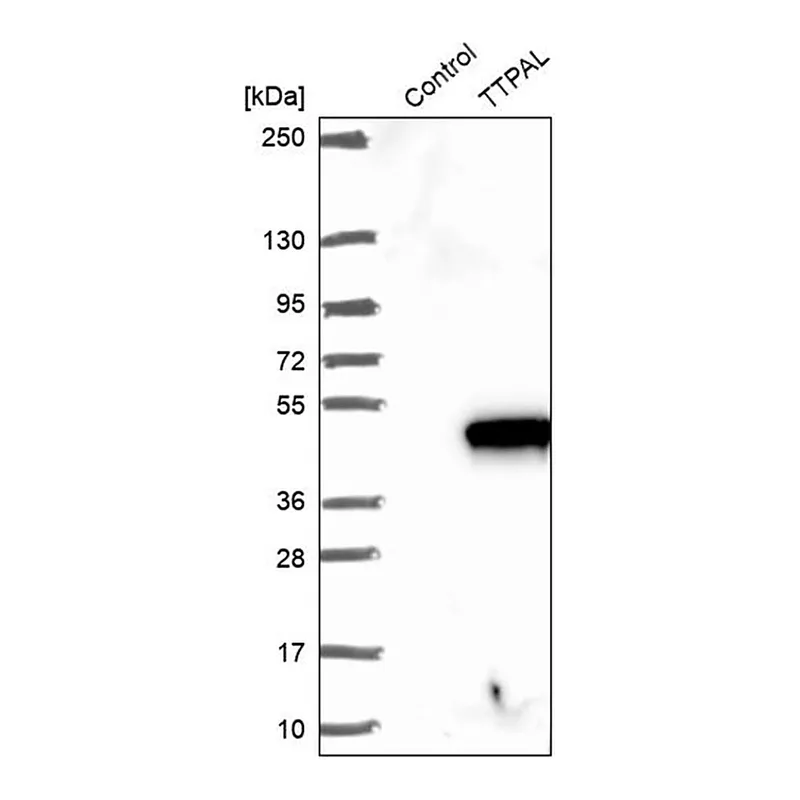 Merck Anti-TTPAL antibody produced in rabbit