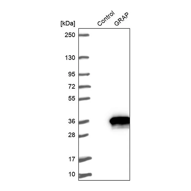 Merck Anti-GRAP antibody produced in rabbit
